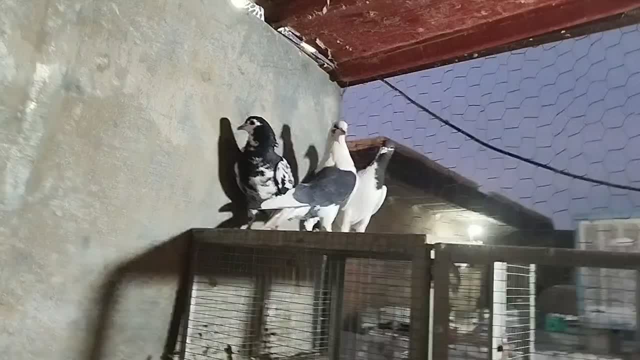 کفتر شهری و پشتی|پرنده|شیراز, کوشک میدان|دیوار