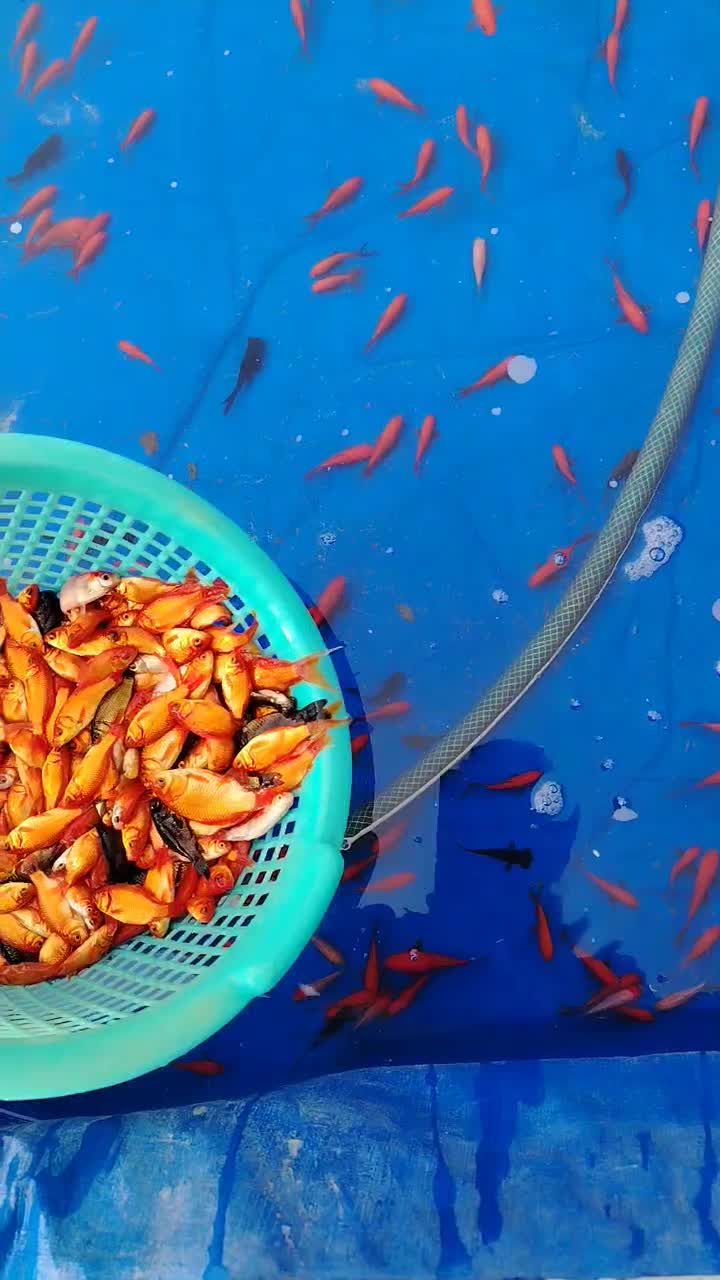 ماهی قرمز مخلوط شب عید|ماهی|نجفآباد, فاز ۲ شهرک آزادگان|دیوار