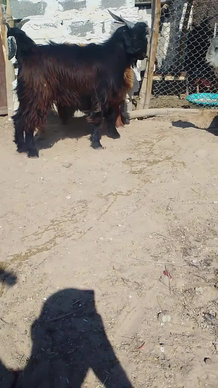 کهره چاق|حیوانات مزرعه|لار, |دیوار