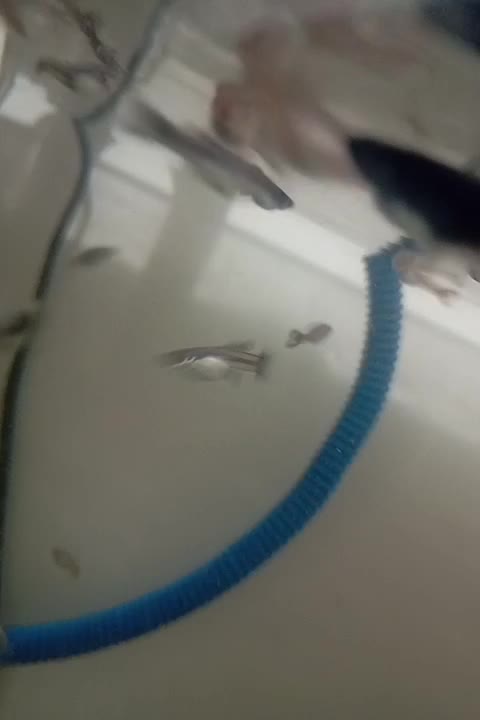 ماهی|ماهی|کرج, اخگرآباد|دیوار