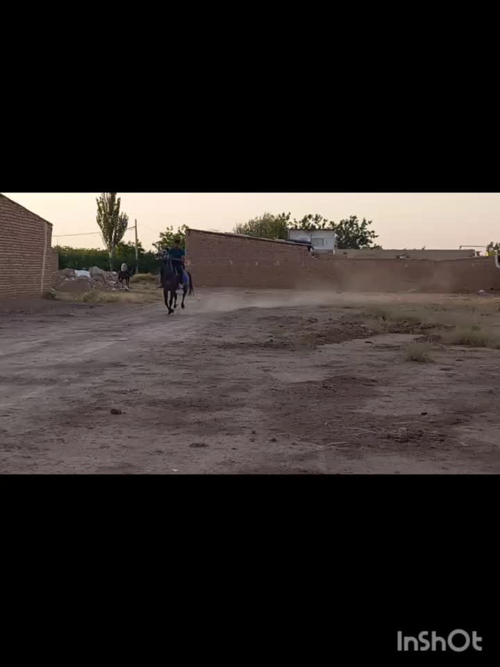 نریان کرد|اسب و تجهیزات اسبسواری|الوند, |دیوار