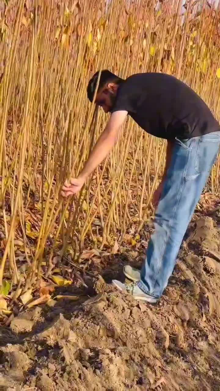 انواع نهال خاص و کمیاب|خدمات باغبانی و درختکاری|سیرجان, |دیوار