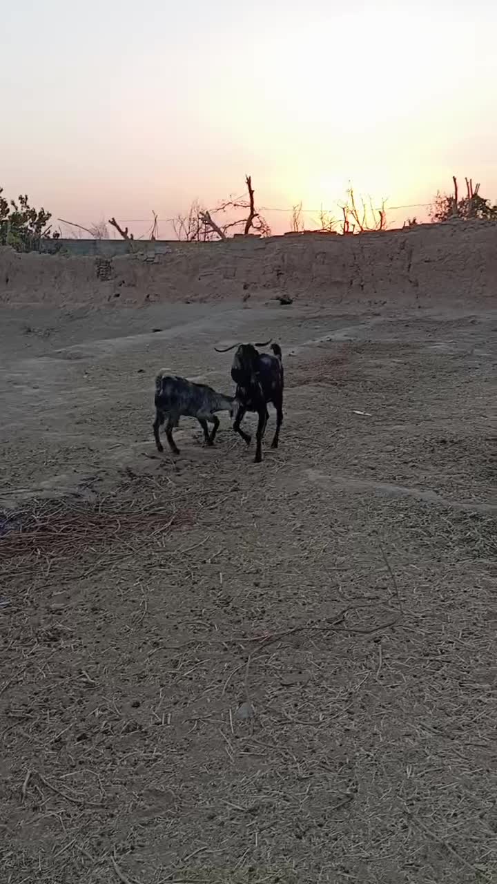 بز و بزغاله فروشی|حیوانات مزرعه|کاشمر, |دیوار