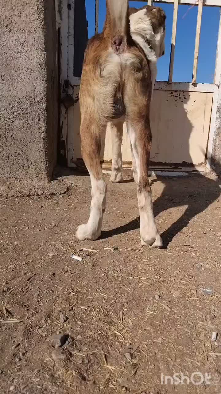 واگذاری سگ|سگ|زرندیه, |دیوار