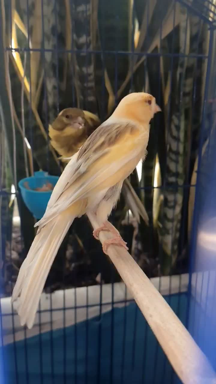 یک جفت قناری رسمی بلند|پرنده|مشکین‌دشت, |دیوار