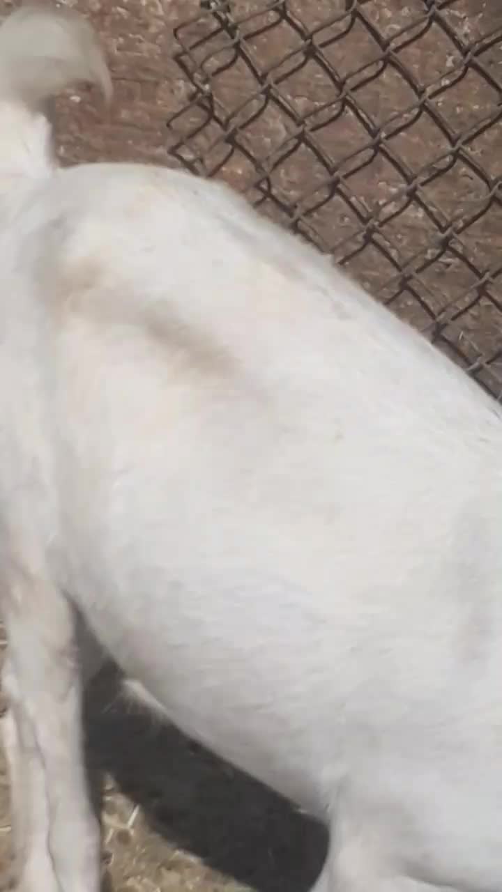 ۱۰ راس کره بز پرواری چاق چاق برا قصابی در سربندر|حیوانات مزرعه|بندر ماهشهر, |دیوار