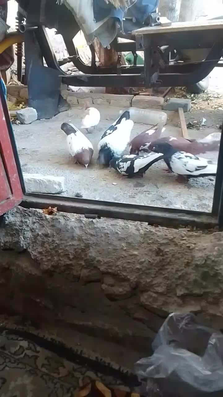 سینه سیاه نر|پرنده|شیروان (خراسان), |دیوار