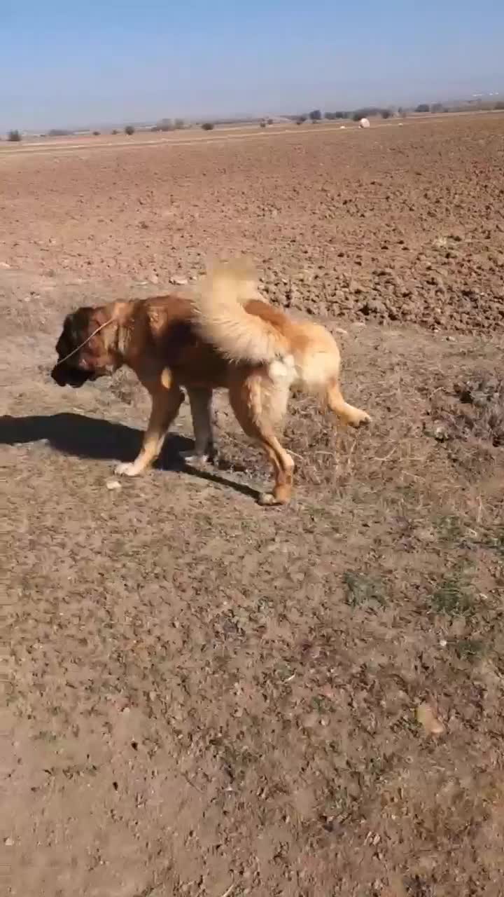 سگ سرابی نژادقدیم|سگ|اردبیل, |دیوار