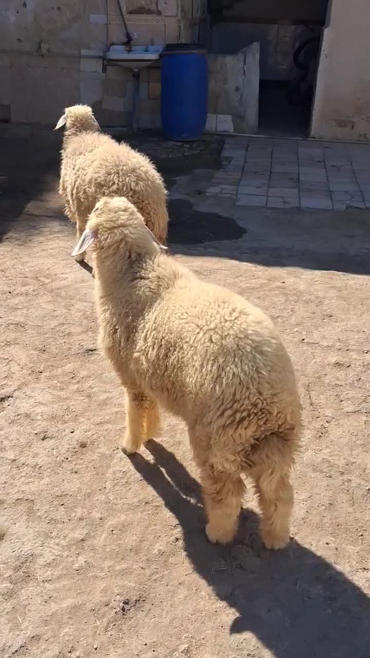 گوسفند بره بز گاو|حیوانات مزرعه|شادگان, |دیوار