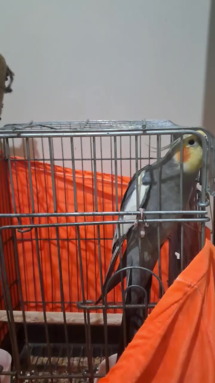 گرینچیک وعروس هلندی|پرنده|تهران, امام زاده عبدالله|دیوار