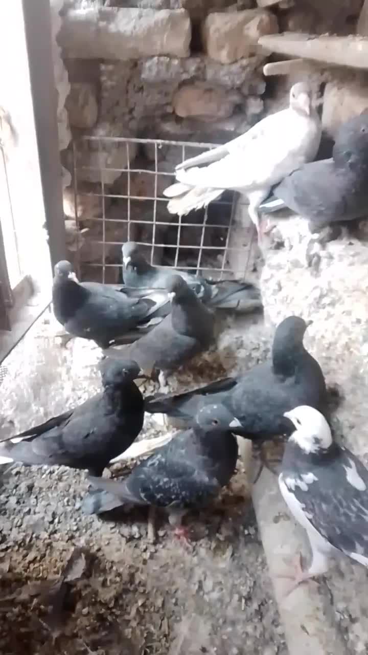 گرفتنی|پرنده|زابل, |دیوار