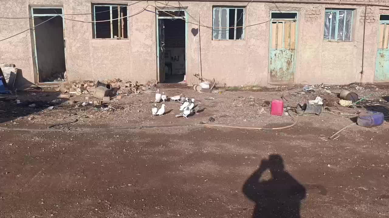 کفتر پرشی|پرنده|بوئین زهرا, |دیوار