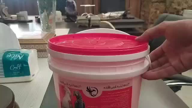 11عددکوتوله برزیلی فول فول اهلی آیهان|پرنده|خوی, |دیوار