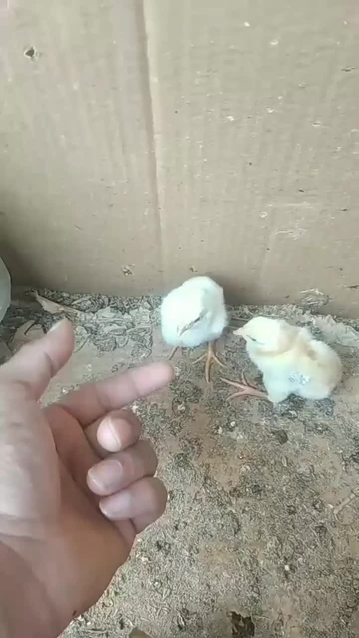 تخم لاری|حیوانات مزرعه|سنگدوین, |دیوار