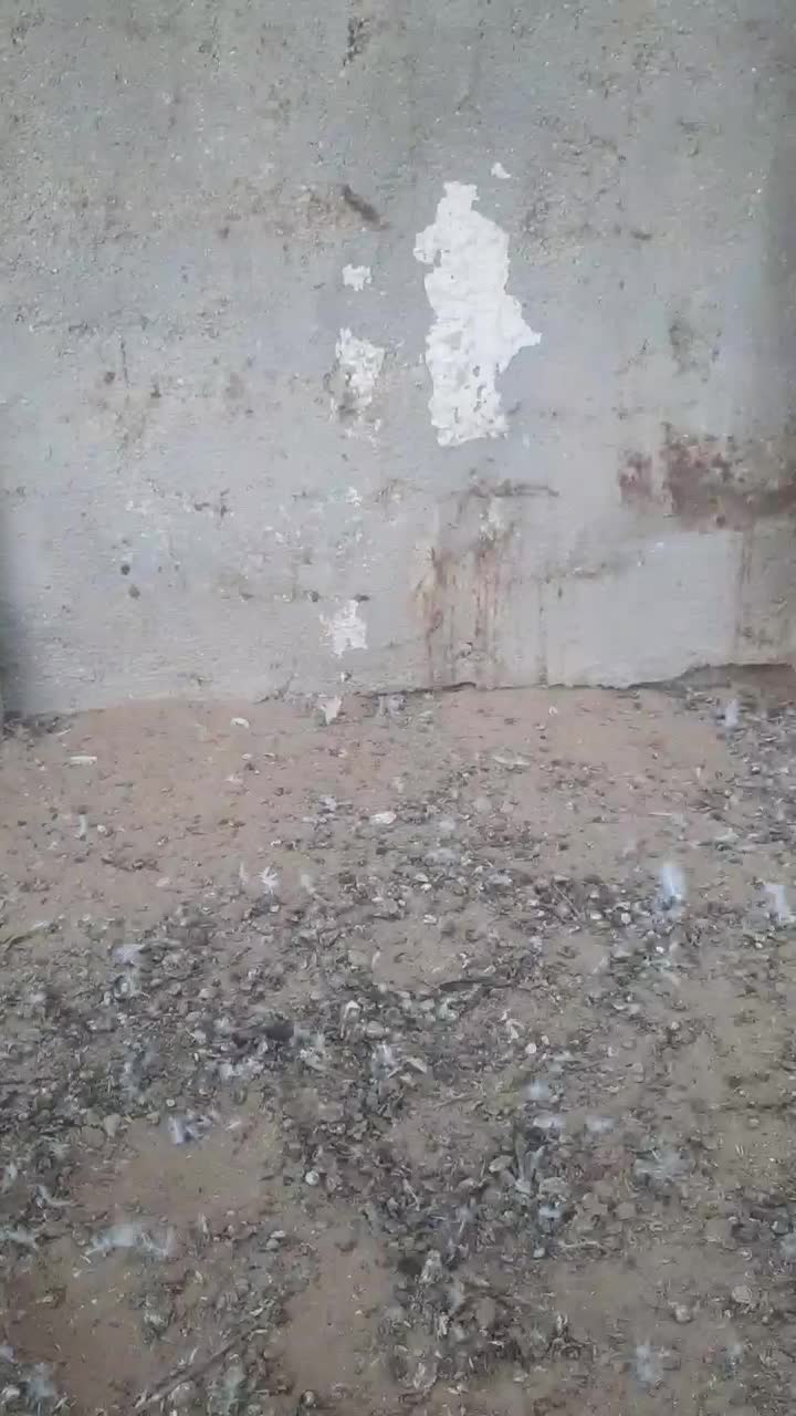 کبوتر طوقی تیدی|پرنده|اهرم, |دیوار