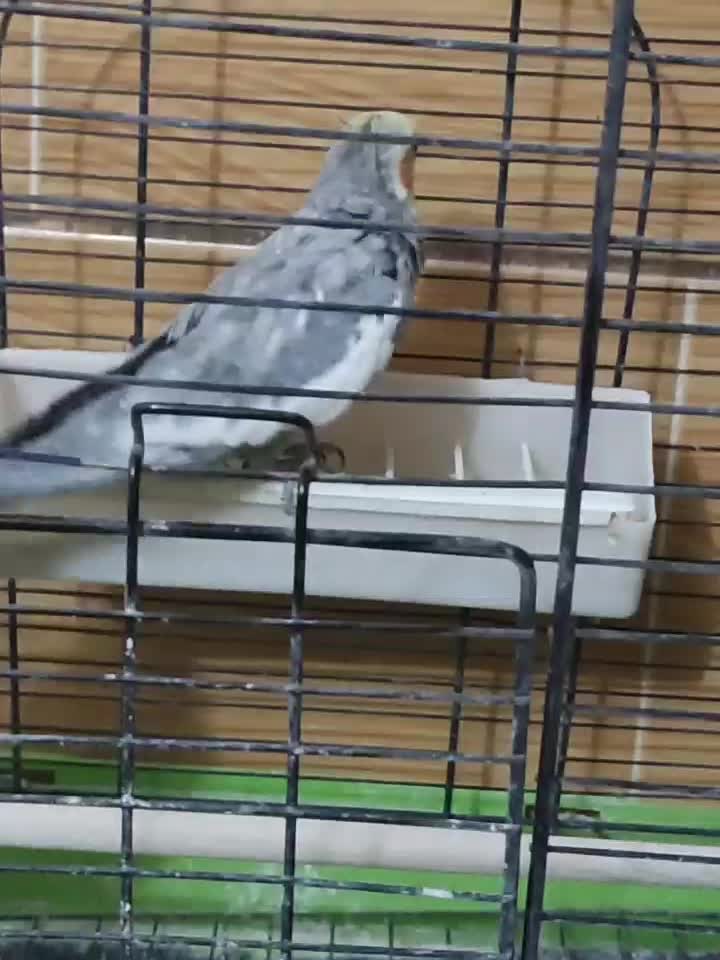 عروس هلندی لوتینو|پرنده|خمین, |دیوار