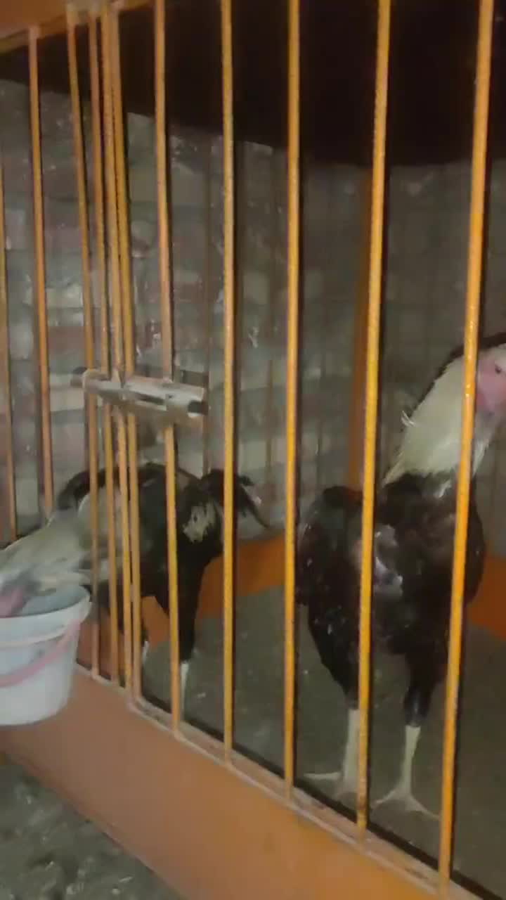 جوجه خروس لاری|حیوانات مزرعه|خوی, |دیوار