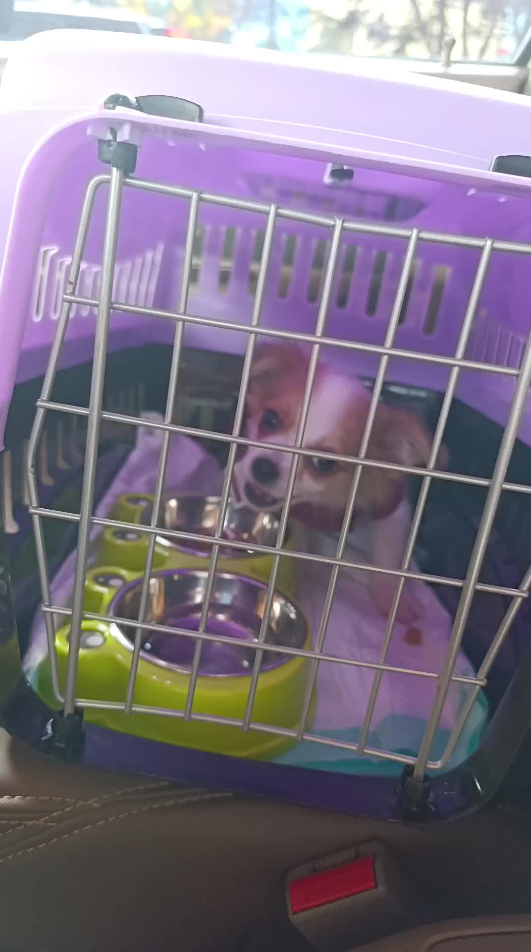 توله اشپیتز شیواوا|سگ|صوفیان, |دیوار