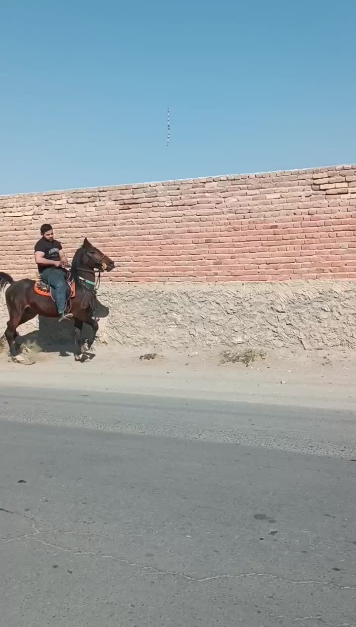 اسب|اسب و تجهیزات اسب‌سواری|میاندوآب, |دیوار