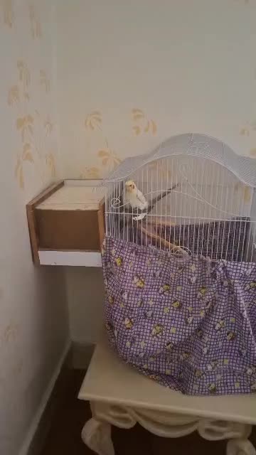 عروس هلندی مولد|پرنده|مسجد سلیمان, |دیوار