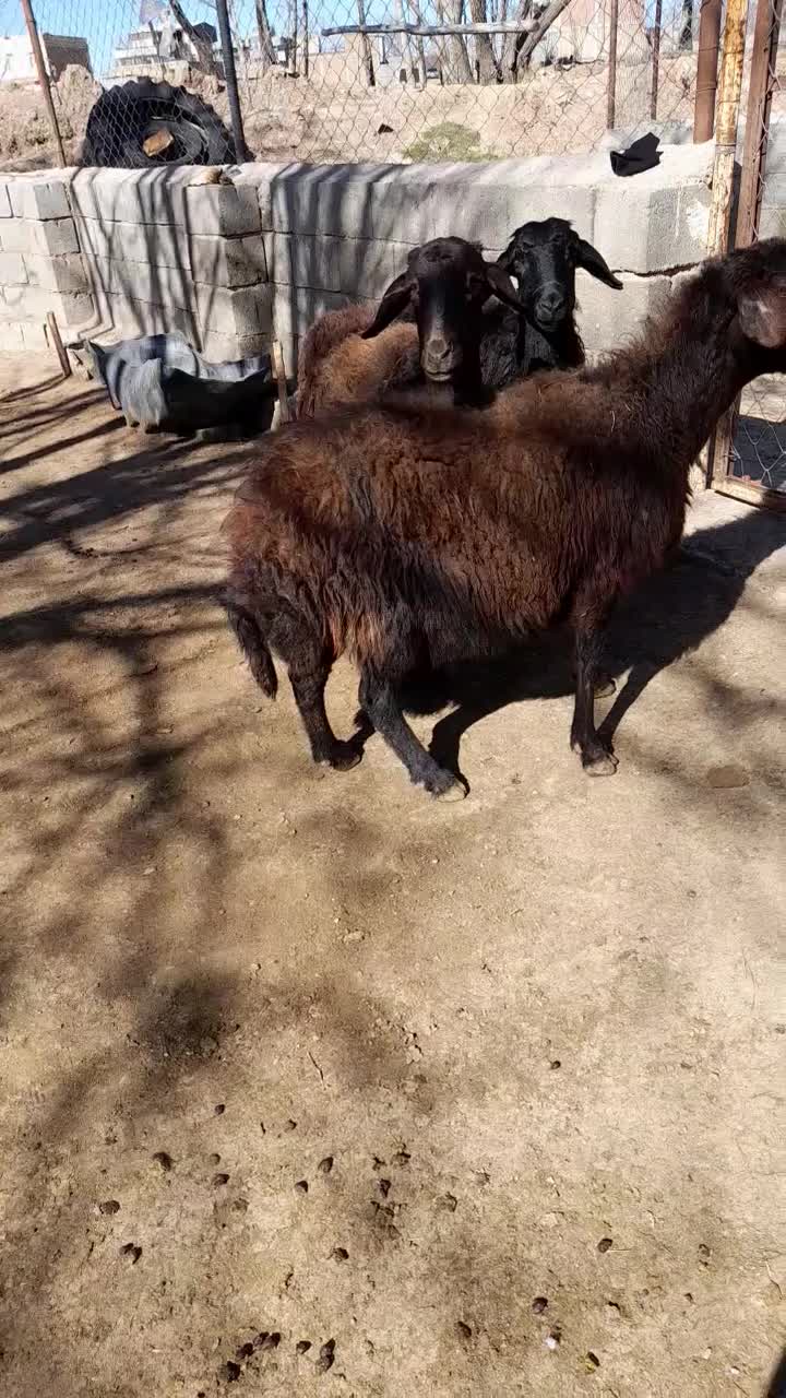 ۳ عدد  گوسفند|حیوانات مزرعه|باروق, |دیوار