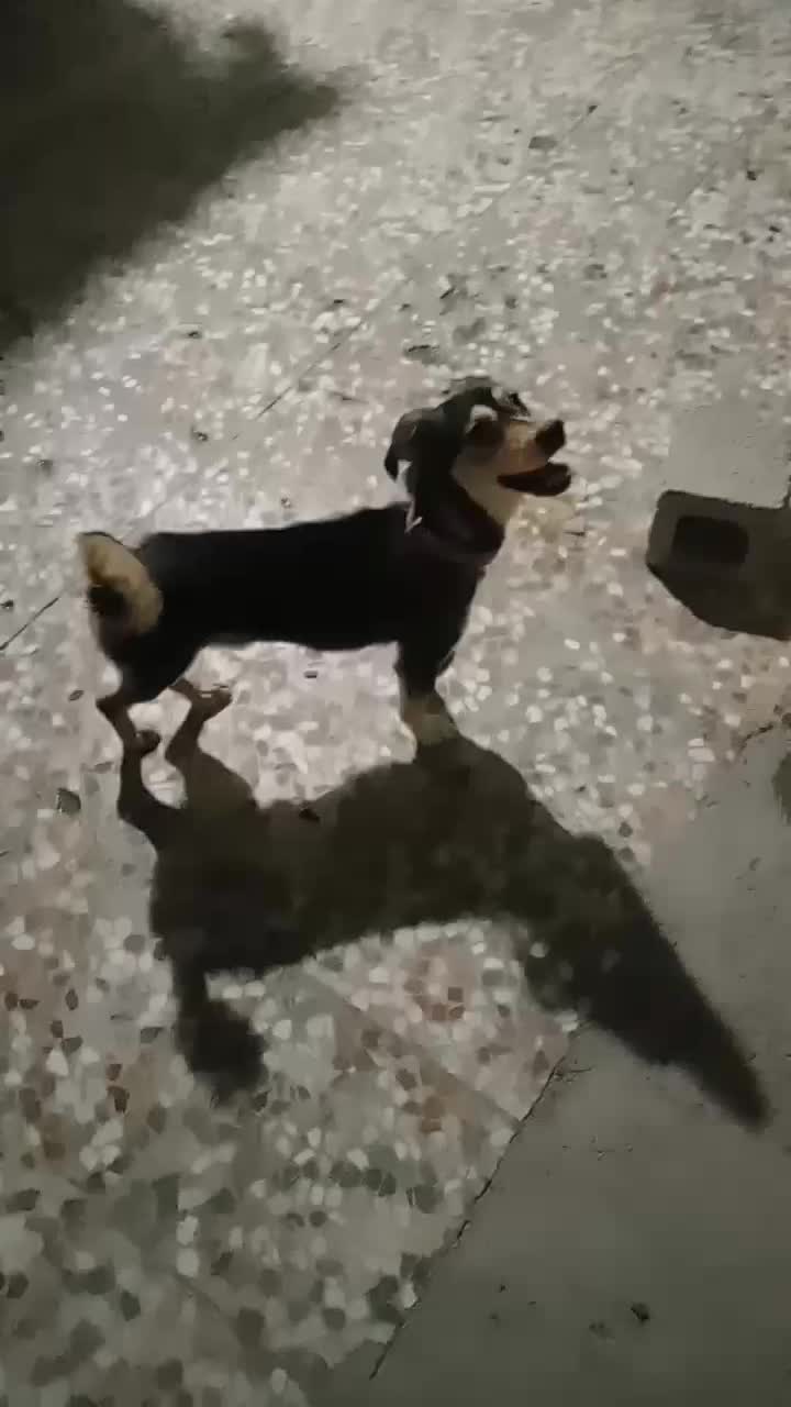 فروش یک عدد سگ پاکوتاه آدرس بستک|سگ|بستک, |دیوار