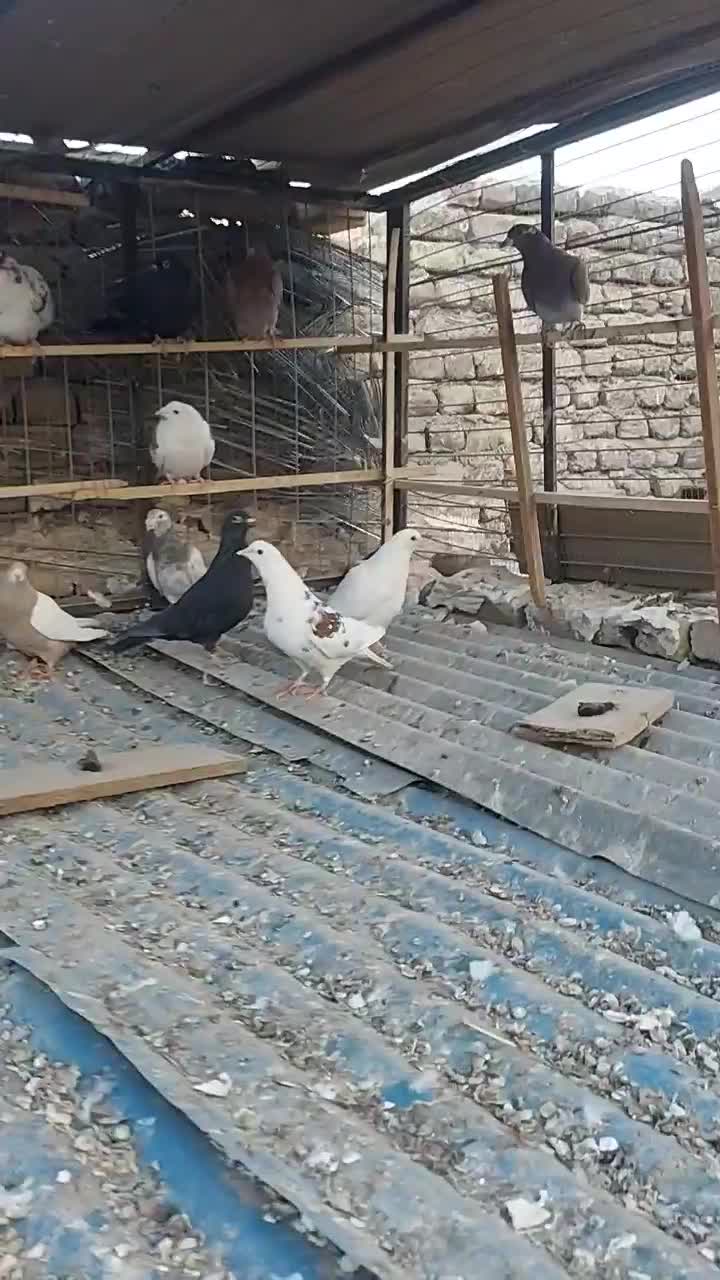 کفتر رنگی تهرانی المانی قاطی|پرنده|خاوران, |دیوار