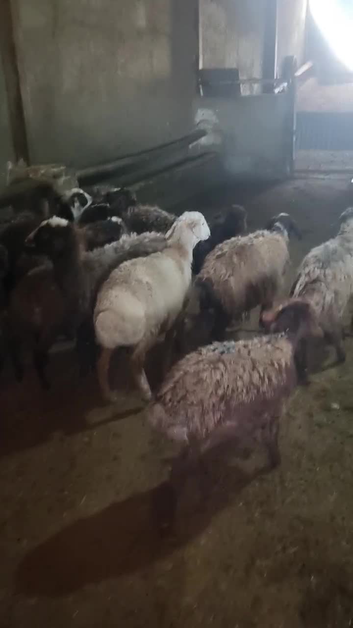 بره ماده|حیوانات مزرعه|مشکین‌دشت, |دیوار