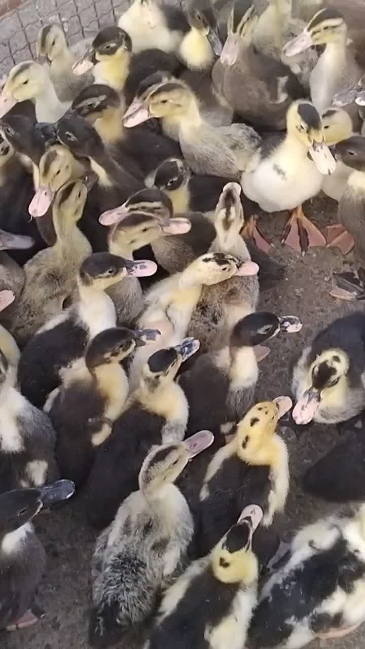 ۸۰۰ عدد اردک یک ماهه|حیوانات مزرعه|رشت, فلسطین|دیوار