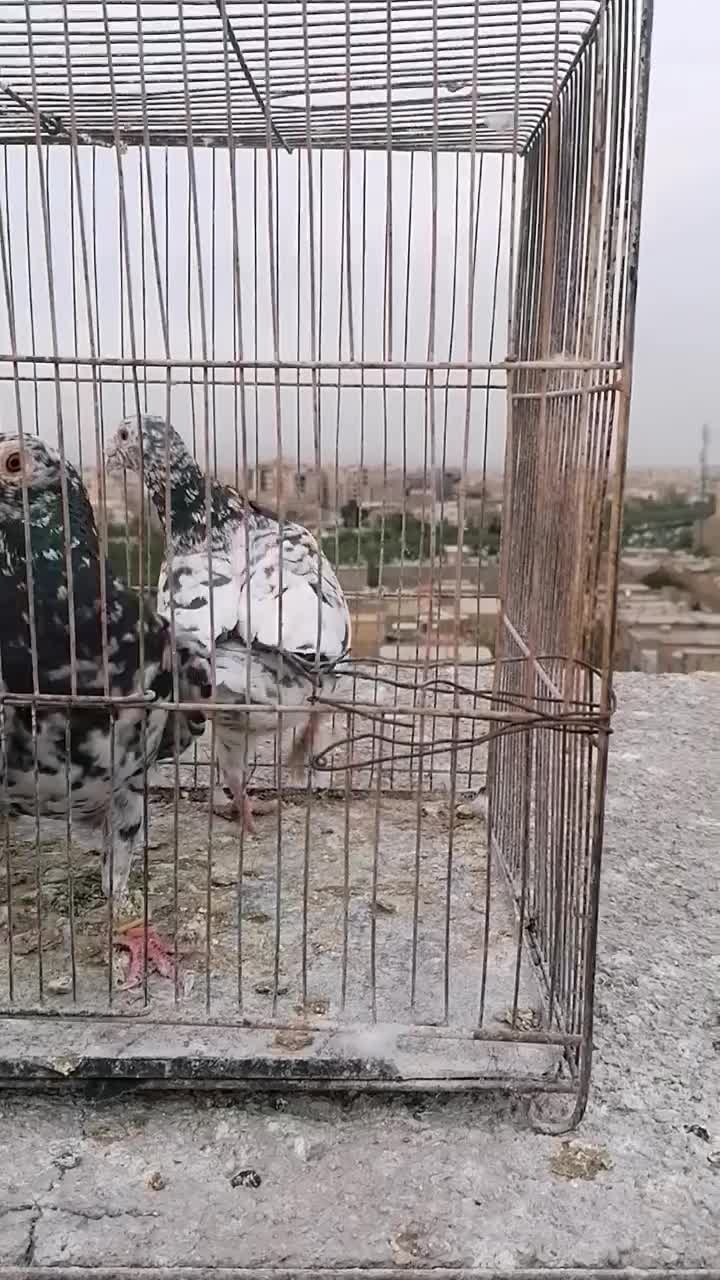 سار|پرنده|مشهد, رسالت|دیوار