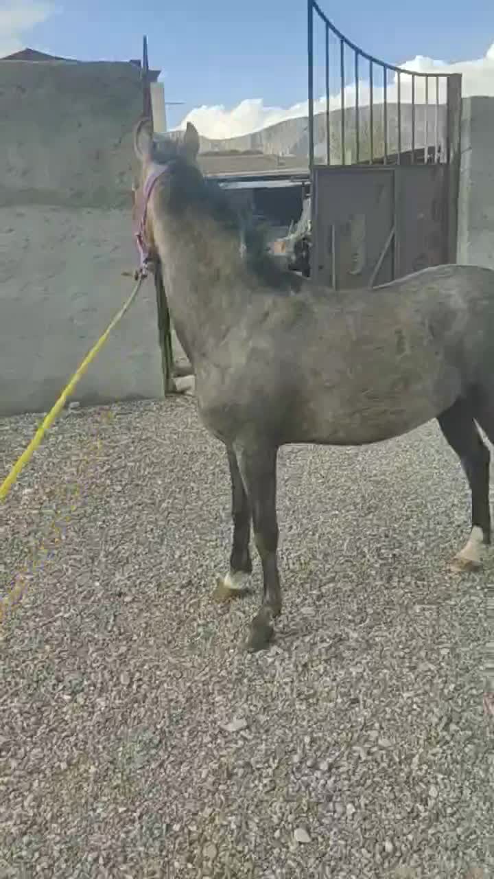 کوری مادیان|اسب و تجهیزات اسب‌سواری|بیستون, |دیوار