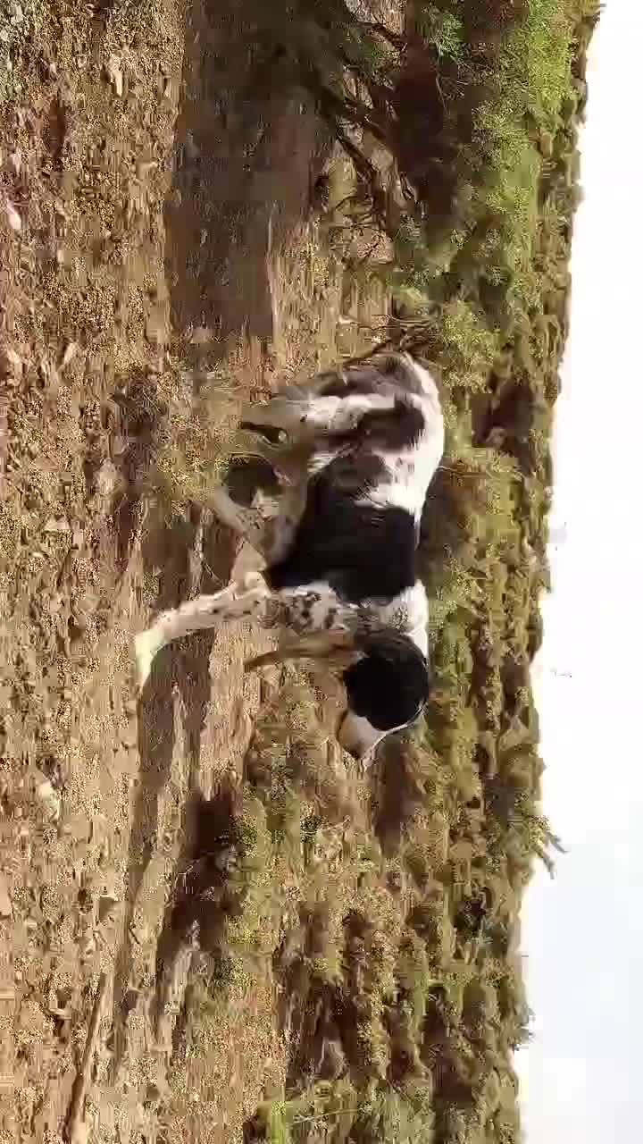 واگزاری لاس قدرجونی خالص|سگ|رودشت (اصفهان), |دیوار