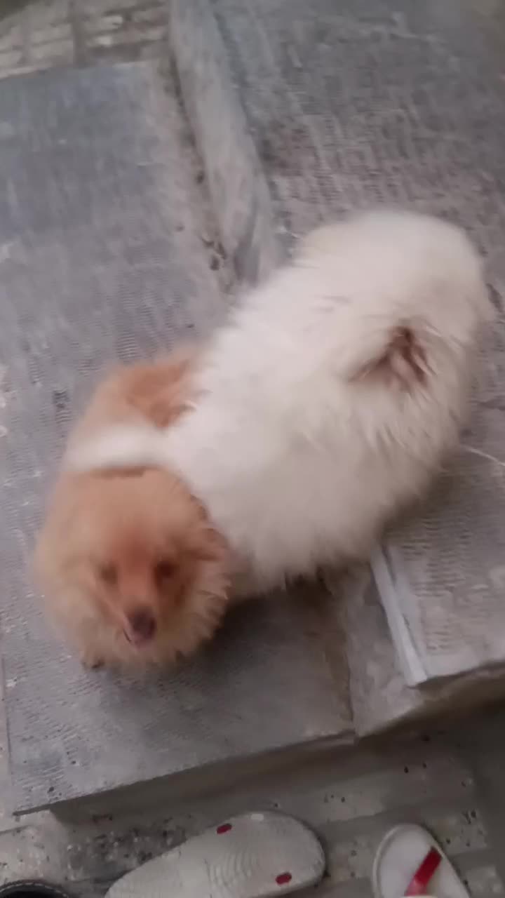 سگ پامرانین|حیوانات|کرمانشاه, |دیوار