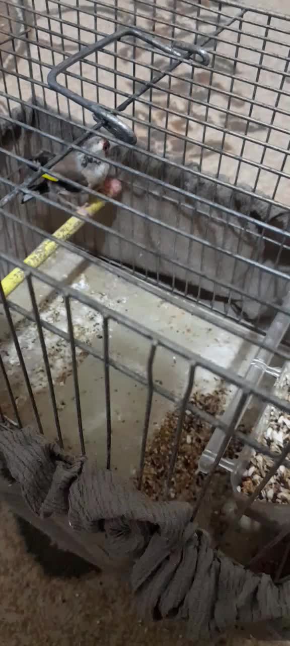 سهره|پرنده|مسجد سلیمان, |دیوار