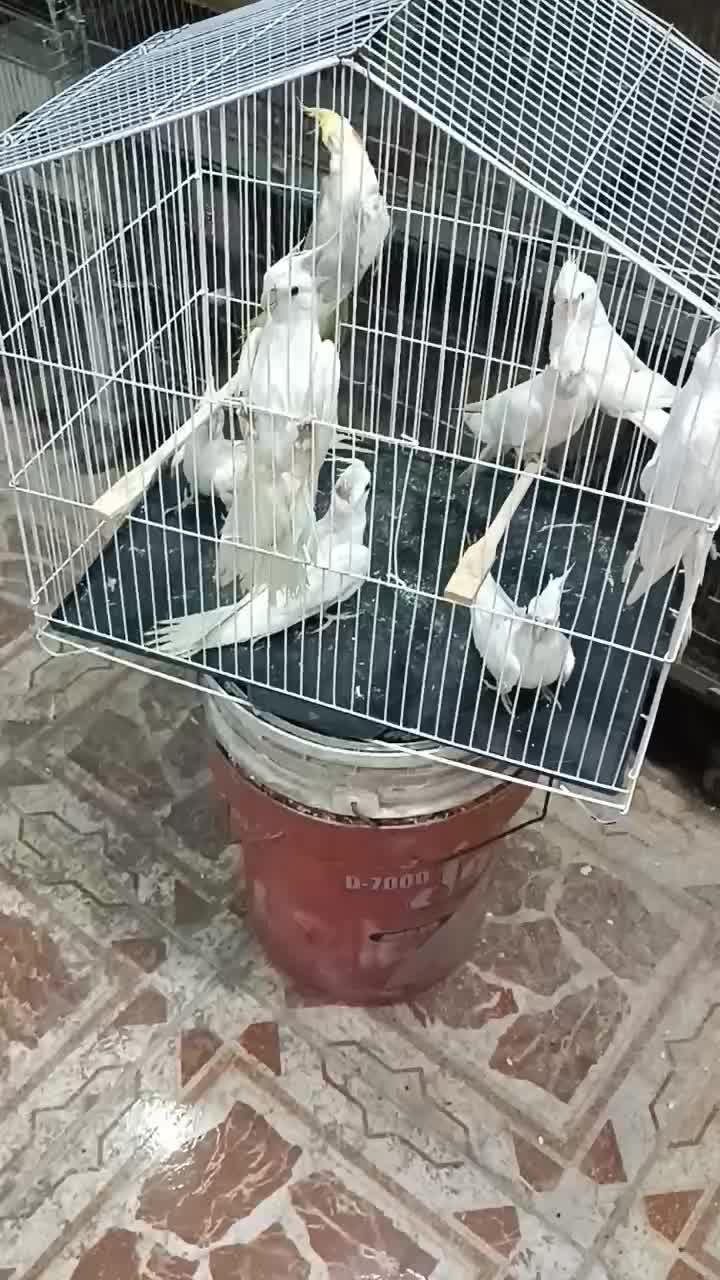 فروش همه نوع طوطی|پرنده|چمران, |دیوار