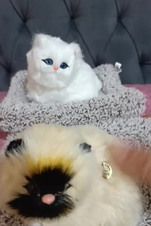 عروسک گربه موزیکال|اسباب‌‌بازی|اسلام‌شهر, شهرک سعیدیه|دیوار