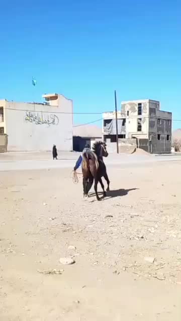 مادیان|اسب و تجهیزات اسبسواری|مبارکه, |دیوار