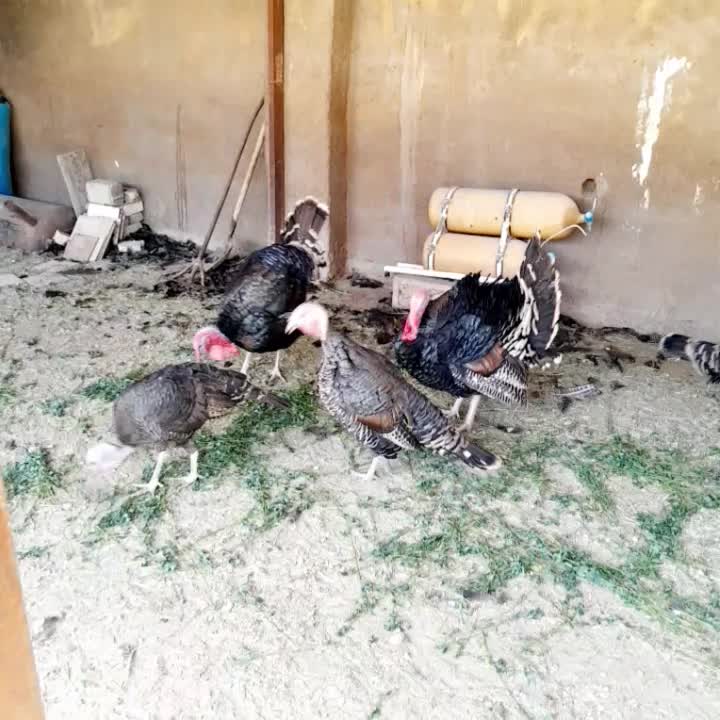 بوقلمون نر و ماده|حیوانات مزرعه|رونیز, |دیوار