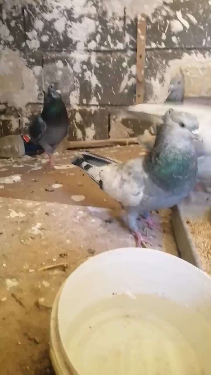 کفتر شهری بهبونی|پرنده|شیراز, شهرک مفتح|دیوار