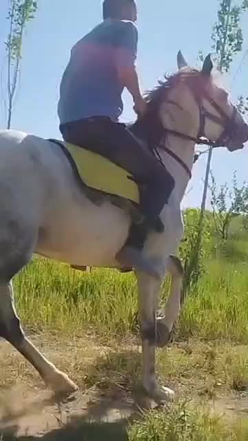 اسب کرد|اسب و تجهیزات اسبسواری|تیکمه داش, |دیوار