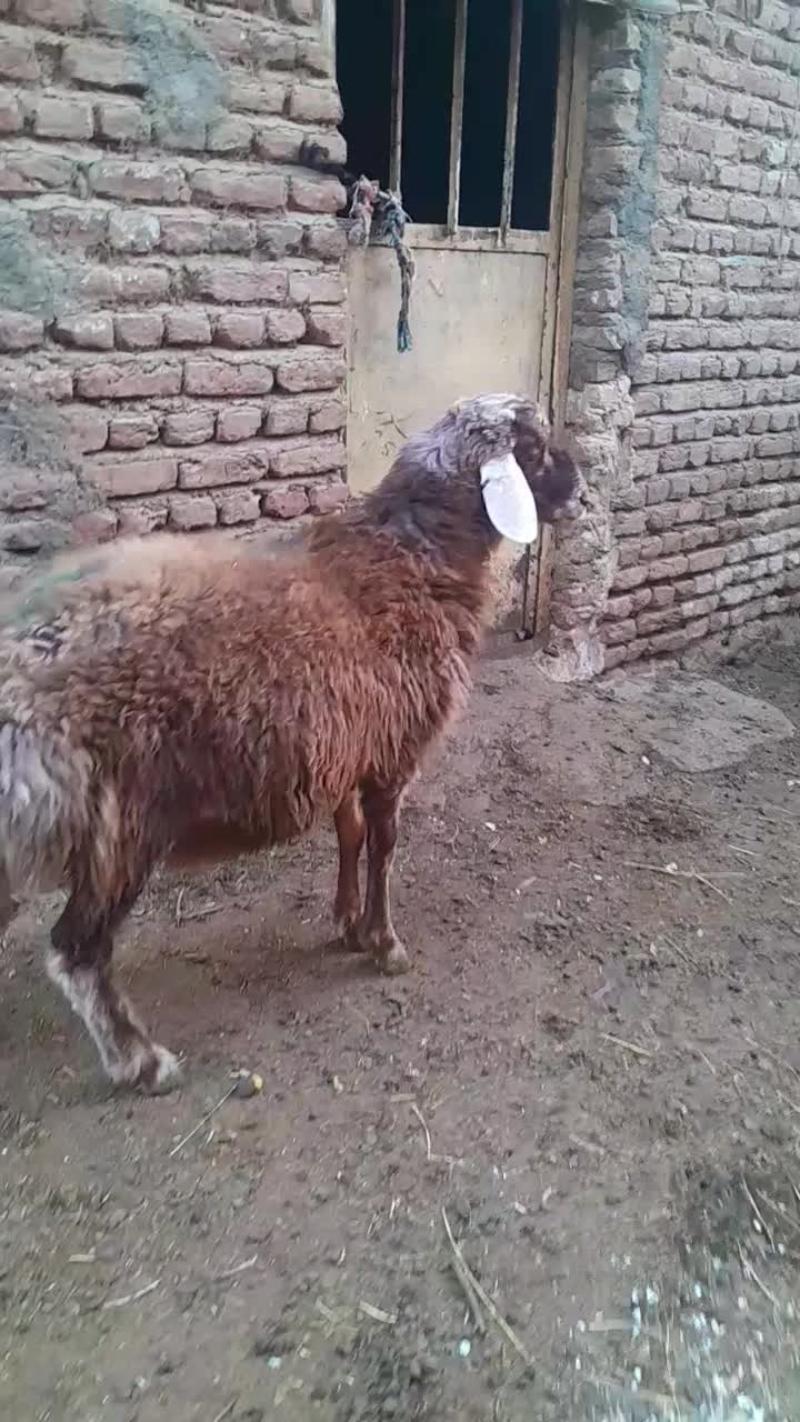 بره نر|حیوانات مزرعه|باسمنج, |دیوار