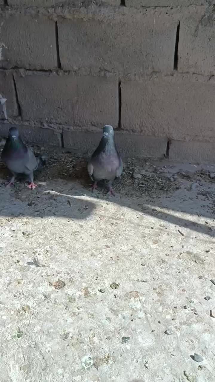 یه جفت سبز اصیل|پرنده|ریگان, |دیوار