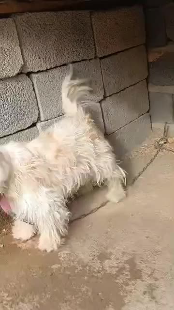 سگ شیتزو نر|سگ|آذرشهر, |دیوار