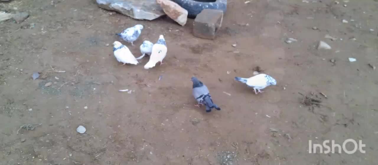 دونی ۴۰۰|پرنده|سقز, |دیوار