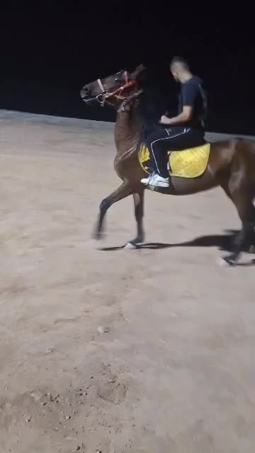 اسب مادیون|اسب و تجهیزات اسب‌سواری|اهواز, زندوکیلی|دیوار