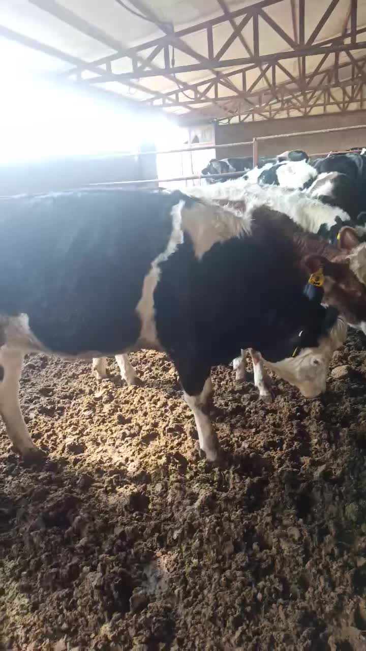 تلیسه سیمینتال|حیوانات مزرعه|زنده رود, |دیوار