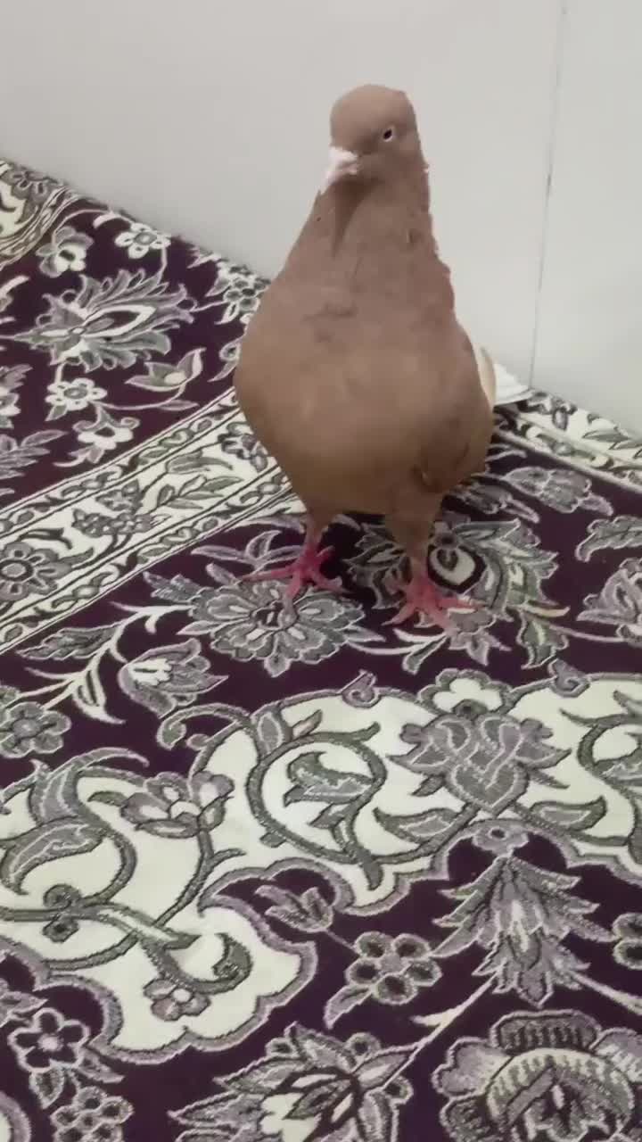 جفت دم سفید عتیقه|پرنده|اهواز, کمپلو شمالی|دیوار