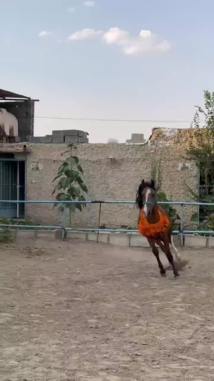 اسب|اسب و تجهیزات اسبسواری|اصفهان, بهارستان|دیوار