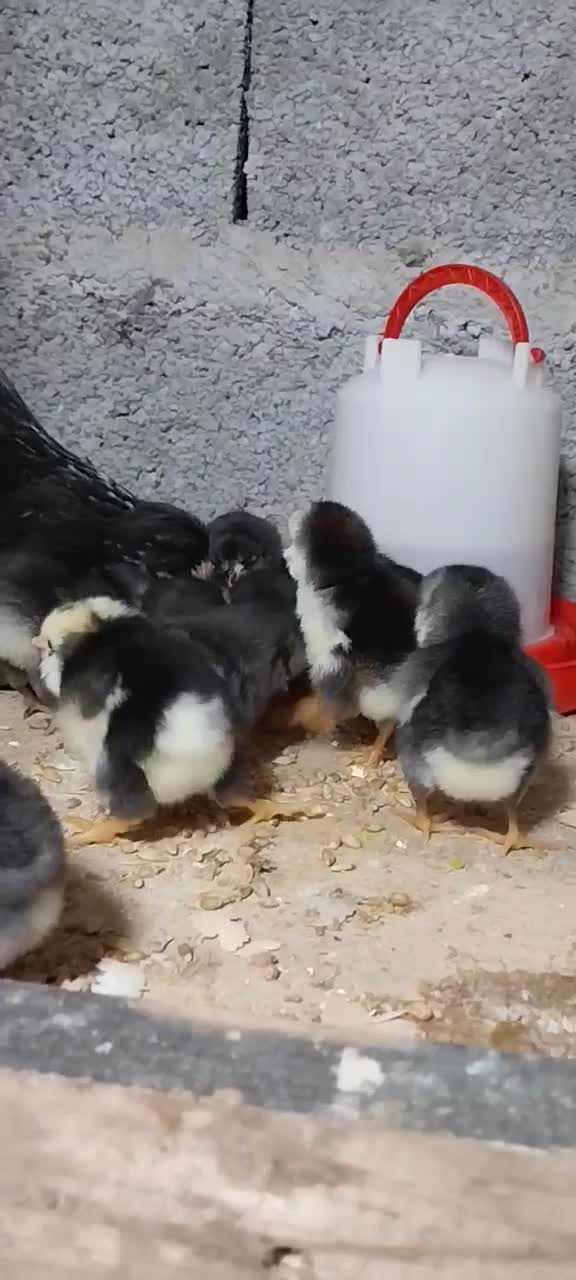 جوجه گلین خروس گلین|حیوانات مزرعه|رشت, بوسار|دیوار