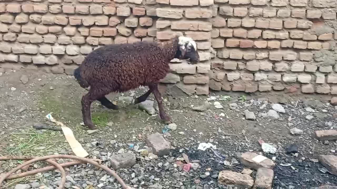 بره نر سالم خوش خوراک|حیوانات مزرعه|گرگان, |دیوار